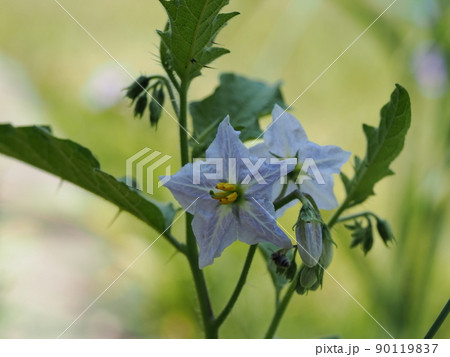 棘のあるワルナスビ 90119837