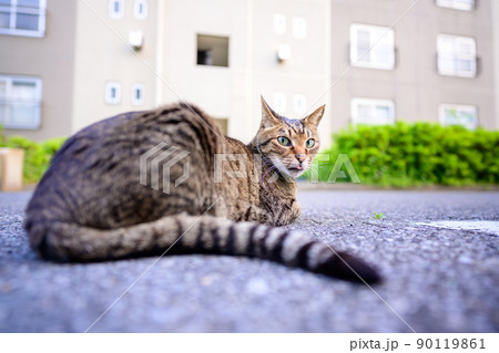 駐車場のキジトラ猫 駐車場のキジトラ猫 90119861