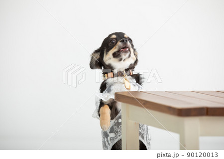 スタジオ撮影のチワワ　dog 90120013