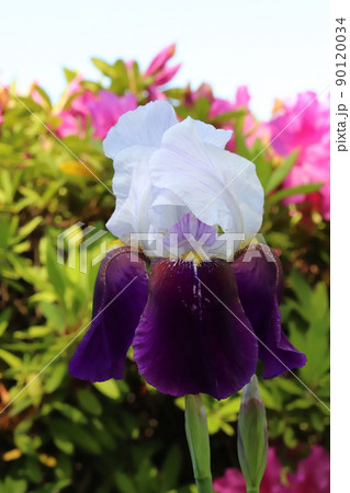 春の日本の庭に咲くジャーマンアイリスの花とツツジの花 90120034
