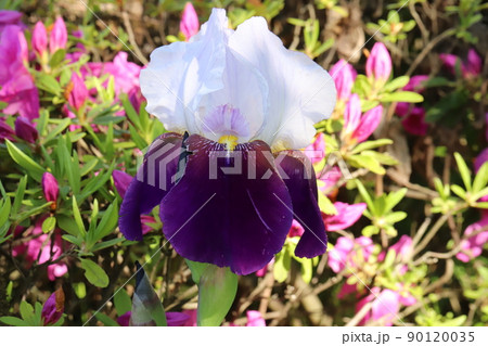 春の日本の庭に咲くジャーマンアイリスの花とツツジの花 春の日本の庭に咲くジャーマンアイリスの花とツツジの花 90120035