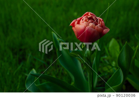 A very beautiful red tulip with white edges. 90120036