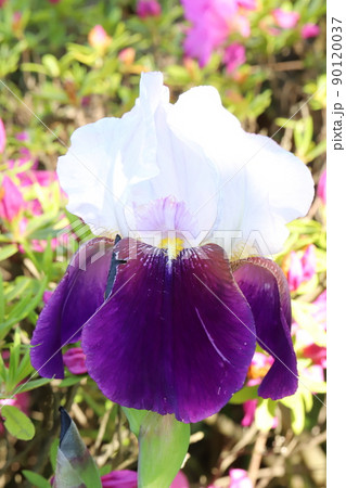 春の日本の庭に咲くジャーマンアイリスの花とツツジの花 春の日本の庭に咲くジャーマンアイリスの花とツツジの花 90120037