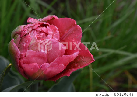 A beautiful opening tulip bud on a green background. A beautiful opening tulip bud on a green background. 90120043