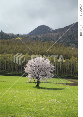 一本桜 一本桜 90120057