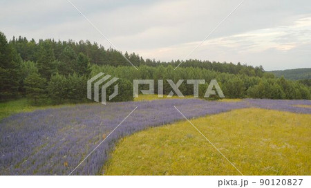Blue cyanosis plant. The field planted with the plant is blue cyanosis. Cornflower flowers on a background of wheat ears. Agriculture. Blue cyanosis plant. The field planted with the plant is blue cyanosis. Cornflower flowers on a background of wheat ears. Agriculture. 90120827