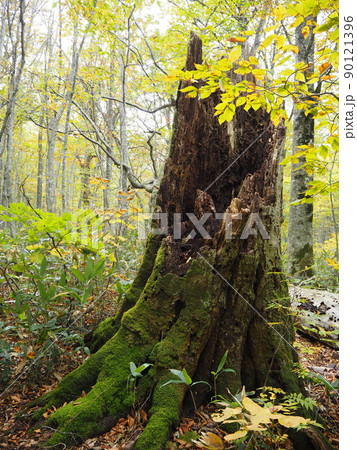 森の中の苔むす根株 90121396