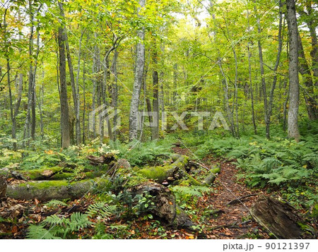 森の中の風景 90121397
