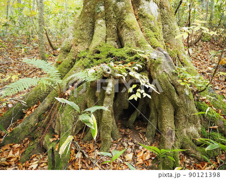 根上がりブナ 90121398