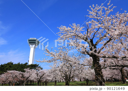 五稜郭タワーと五稜郭公園の桜 90121649