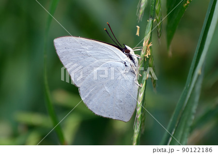 真っ白な裏ばねなのに表側はオスとメスで色が異なるウラギンシジミ 90122186