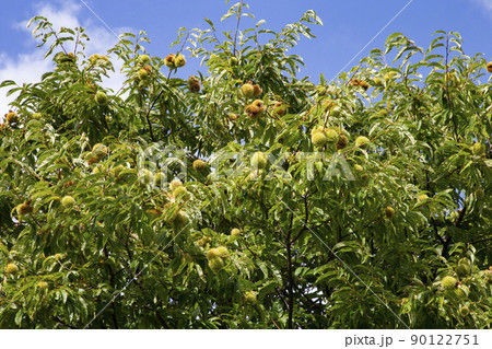 栗の木 栗の木 90122751