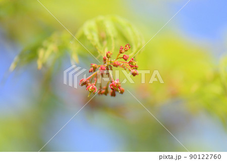 新緑のシダレモミジ 90122760