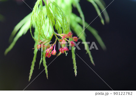 新緑のシダレモミジ 新緑のシダレモミジ 90122762