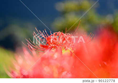 番所の棚田「彼岸花・クローズアップ」(観光地)日本・九州・熊本県山鹿市 番所の棚田「彼岸花・クローズアップ」(観光地)日本・九州・熊本県山鹿市 90122778