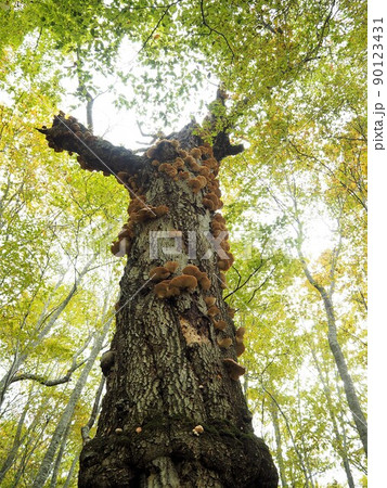 ツキヨタケ ツキヨタケ 90123431