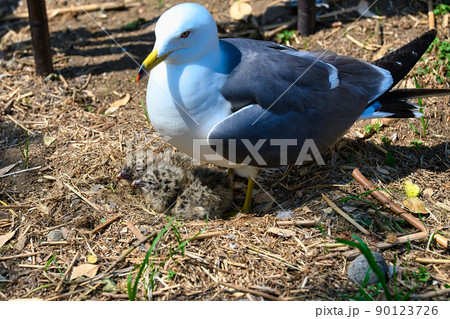 ウミネコとヒナ 90123726