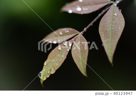 濡れた葉 90123947