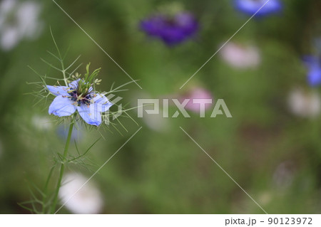 花 90123972