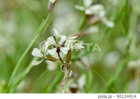 キバナスズシロ(ルッコラ) キバナスズシロ(ルッコラ) 90124014