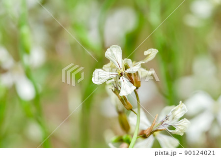 キバナスズシロ（ルッコラ） 90124021