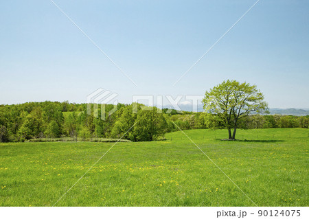 草原の大樹 90124075