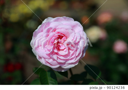 徳島県藍住町・バラ園・オリビアローズオースチン 徳島県藍住町・バラ園・オリビアローズオースチン 90124236
