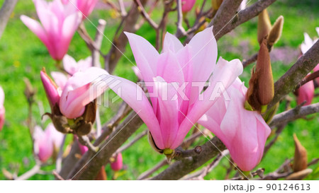 Blossoming magnolia twigs close-up. The concept of flowering, spring, allergies, gardening Blossoming magnolia twigs close-up. The concept of flowering, spring, allergies, gardening 90124613