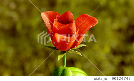Rose Flower Growth close up 3d rendering 90124745