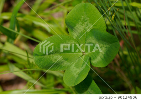 幸運を運ぶ四つ葉のクローバー 90124906