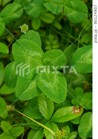 幸運を運ぶ四つ葉のクローバー 90124907