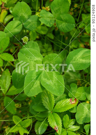 幸運を運ぶ四つ葉のクローバー 90124908