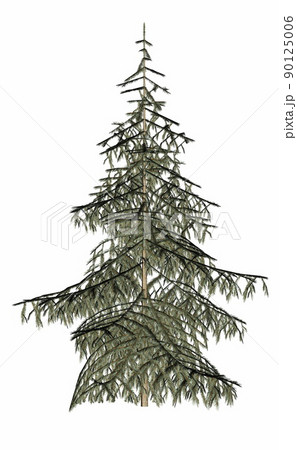 Beautiful single fir evergreen pine tree - 3D render Beautiful single fir evergreen pine tree - 3D render 90125006