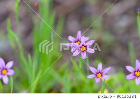 ニワゼキショウ 90125231