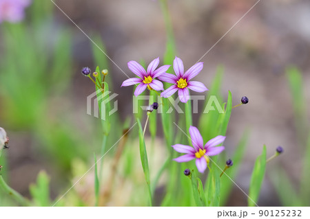 ニワゼキショウ ニワゼキショウ 90125232