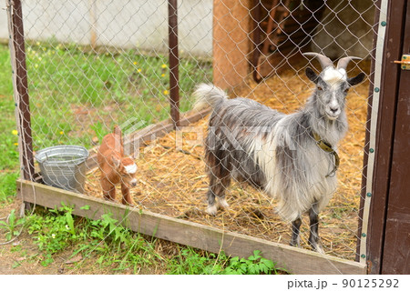 gray goat with orange goat in a caged  90125292