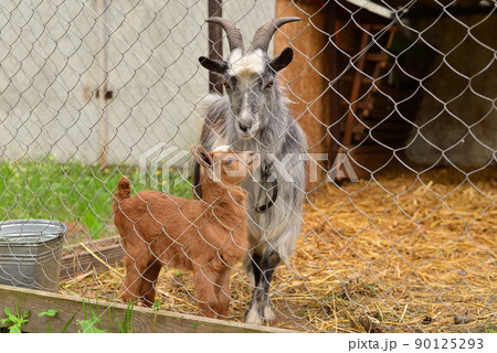 gray goat with orange goat in a caged straw 90125293