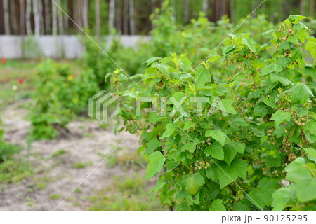 green currant bush in the garden field in summer 90125295