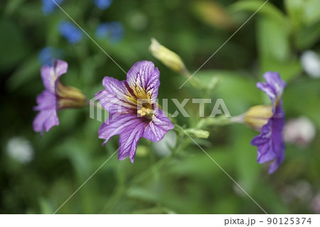 紫花のサルピグロシスの花 Salpiglossis sinuata 紫花のサルピグロシスの花 Salpiglossis sinuata 90125374