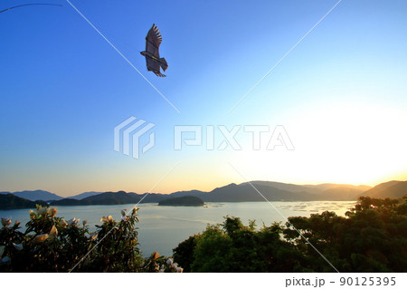 農作物を守る鳥追いカイト 農作物を守る鳥追いカイト 90125395