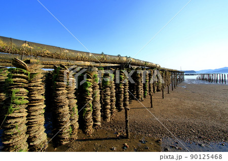 瀬戸内海の牡蠣抑制棚 90125468