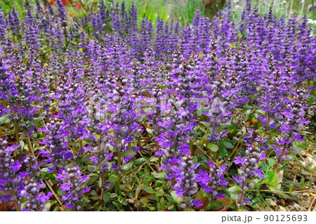 アジュガ チョコレートチップ アジュガ チョコレートチップ 90125693