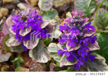 アジュガ　バーガンディーグロー 90125697