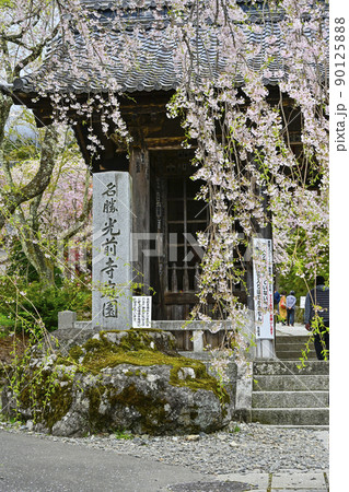 宝積山 光前寺 仁王門と桜 宝積山 光前寺 仁王門と桜 90125888