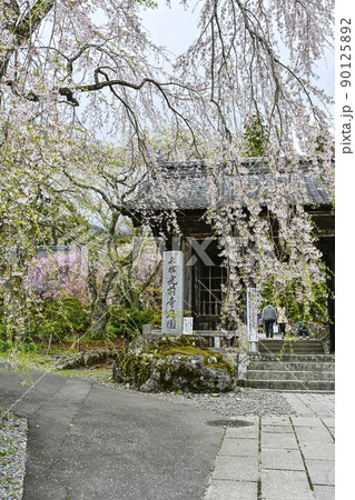 宝積山　光前寺　仁王門と桜 90125892