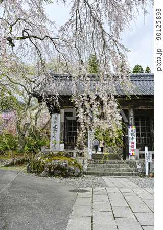 宝積山 光前寺 仁王門と桜 宝積山 光前寺 仁王門と桜 90125893