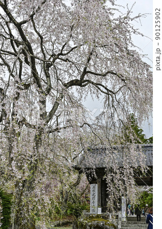 宝積山　光前寺　仁王門前の桜 90125902