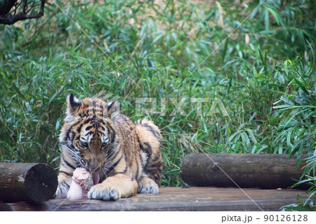 骨を食べる子とら 骨を食べる子とら 90126128