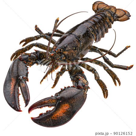 Fresh raw lobster isolated on white background, full depth of field 90126152