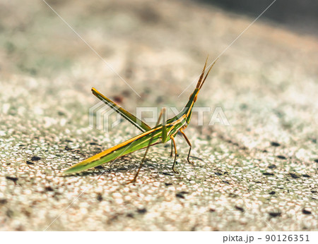 BANNER Nature beauty real photo MACRO close Cone-headed eastern long grasshopper Acrida ungarica, locust Insects weird wonderful, green color orange stripes. Entomology biology study. Gray background 90126351